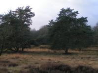 Klik op de foto voor groter formaat